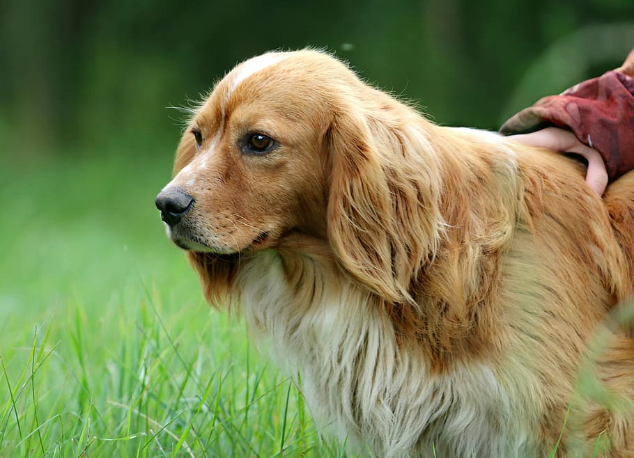 adult brown Irish setter, dog, ears, hunting, stroll, devotion