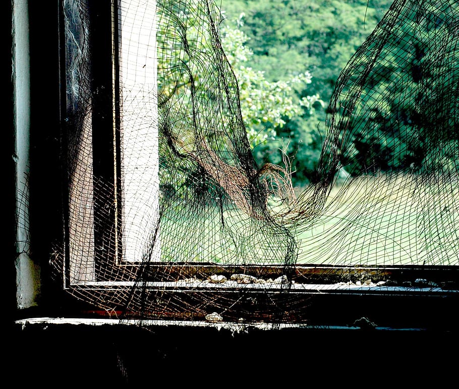 window, network, basket case, plant, tree, no people, day, nature HD wallpaper