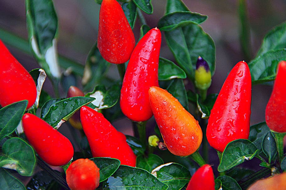 red, pepper, vegetables, red peppers, food, spicy, spice, hot HD wallpaper