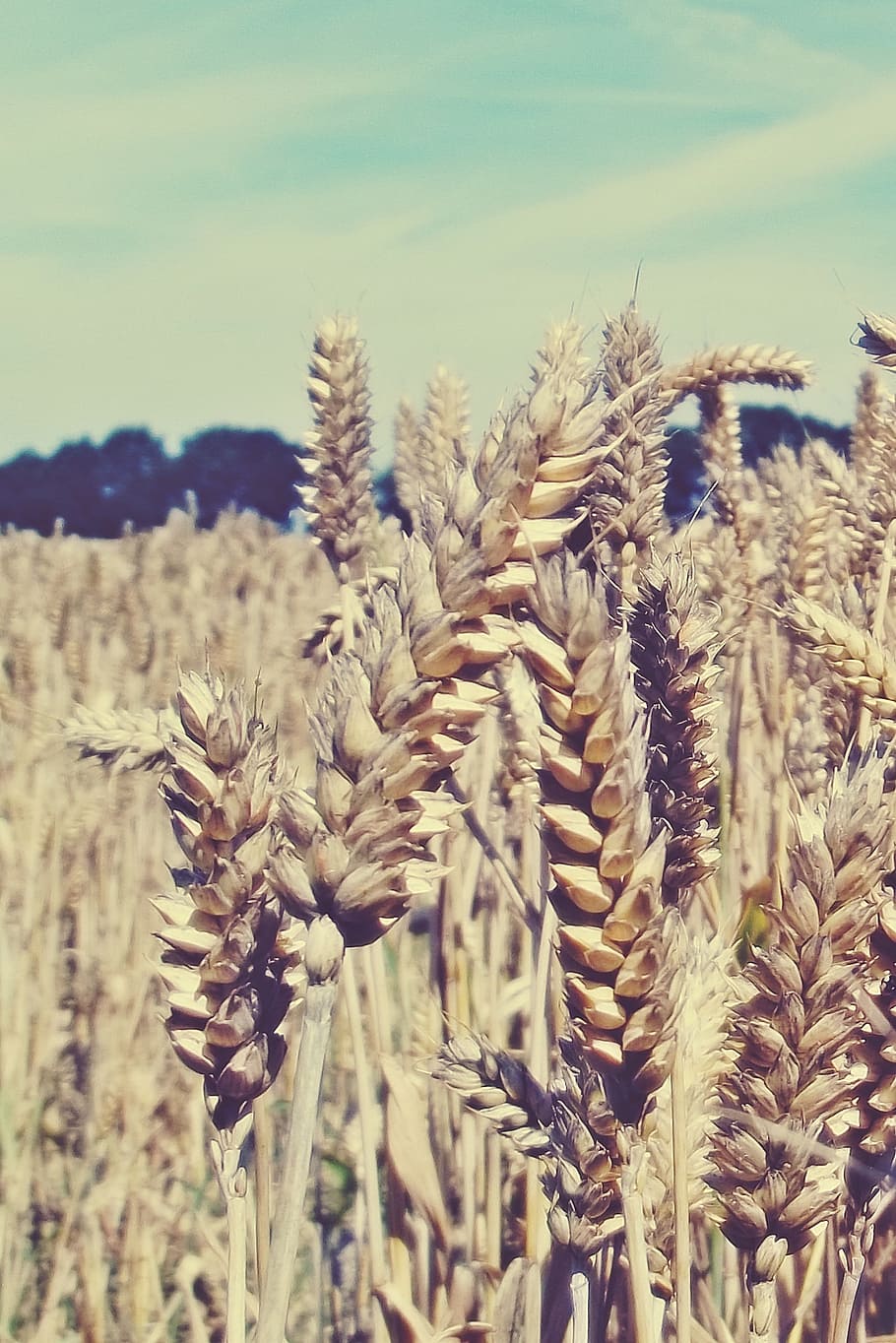 grain, cornfield, cereals, wheat, agriculture, wheat field HD wallpaper