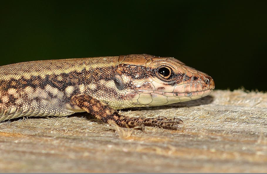 animals, reptiles, lizard, animal themes, one animal, animal wildlife HD wallpaper