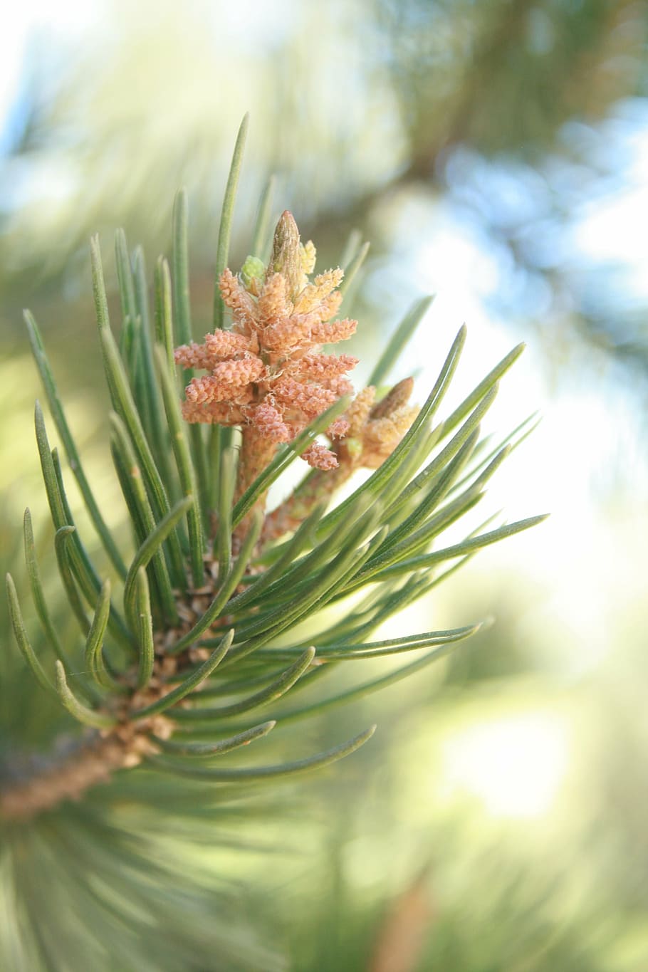 pine, cembriodes, strobilus, cone, tree, pine needles, plant HD wallpaper