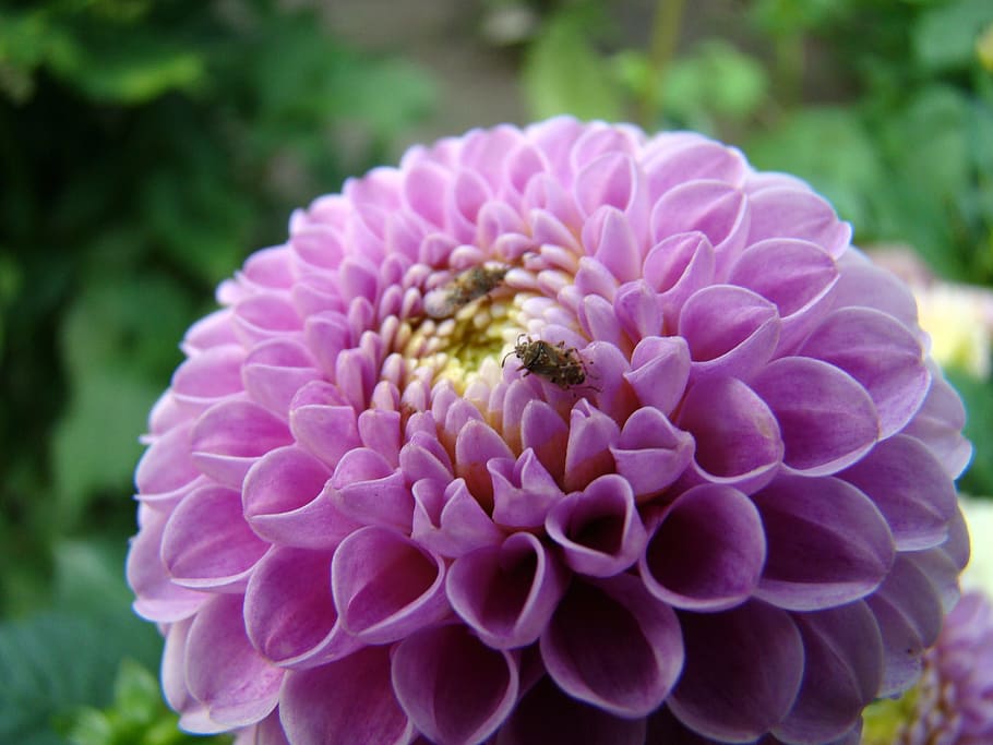 flower, insect, beetle, blooms, blooming flower, purple flower HD wallpaper