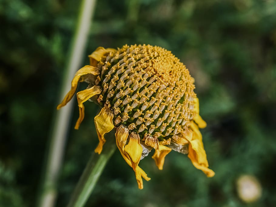 Daisy, Dry, Flower, Dried, Nature, thirsty, drought, plant HD wallpaper