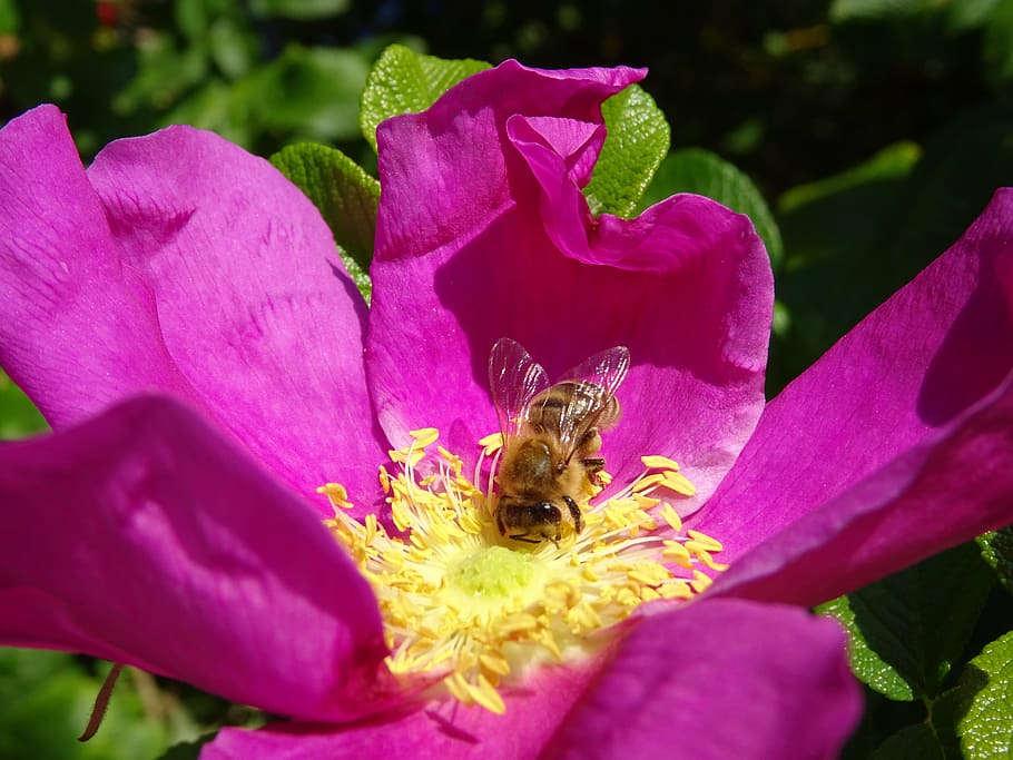flower, bee, wild rose, purple, petal, one animal, nature, freshness HD wallpaper
