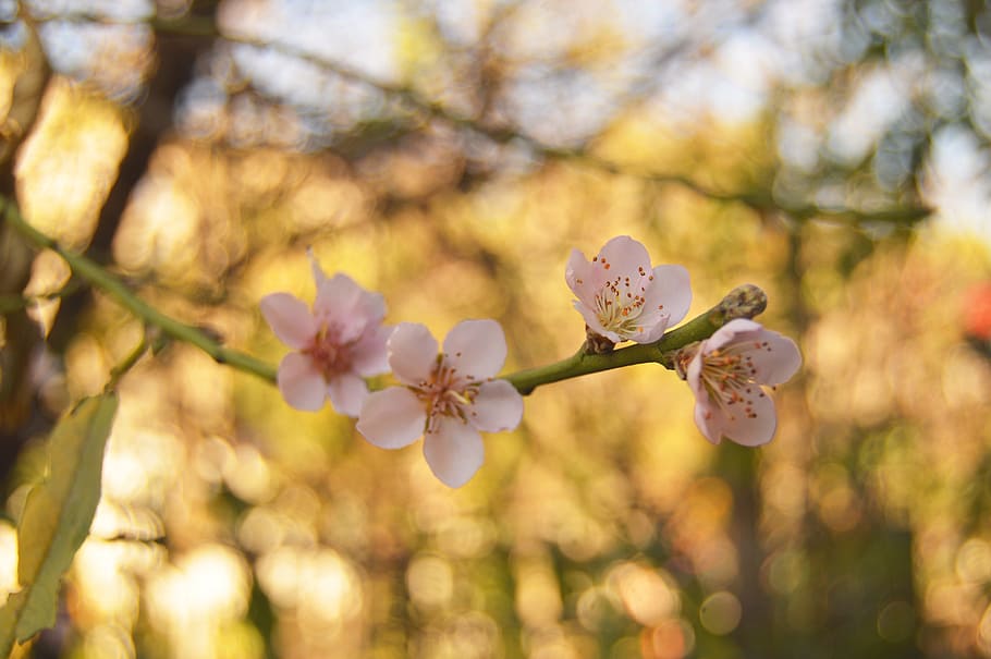 nature, flowers, branches, petals, background, bloom, blooming HD wallpaper