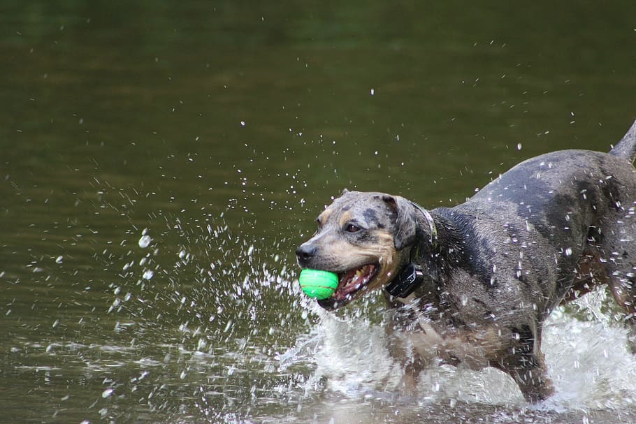 ball, run, pet, dog, animal, water, canine, domestic, mammal HD wallpaper