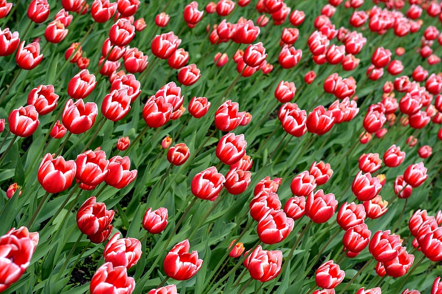 flowers, park, spring, beautiful, bloom, in the park, red, plant HD wallpaper