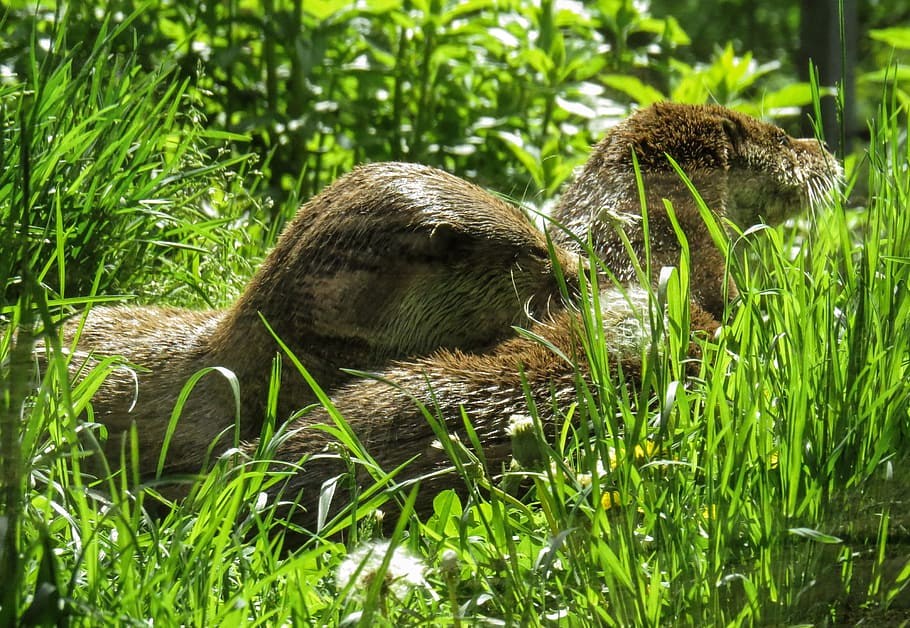 otter, water, hunt, grass, rest, clean, fur, plant, animal HD wallpaper
