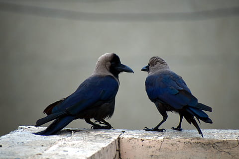 two crows, pair, corvus, birds, animal, group of animals, animal wildlife HD wallpaper