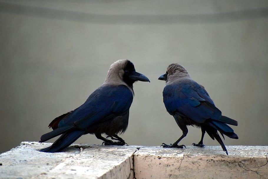 Hd Wallpaper Two Crows Pair Corvus Birds Animal Group Of Animals