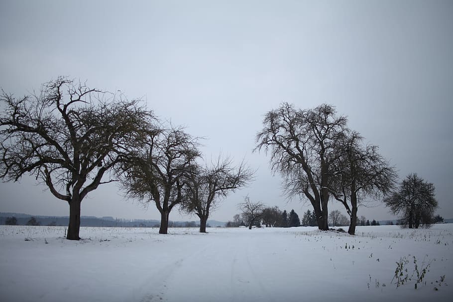 bare trees on snow field, Landscape, Frost, Wintry, Winter, snow landscape, HD wallpaper