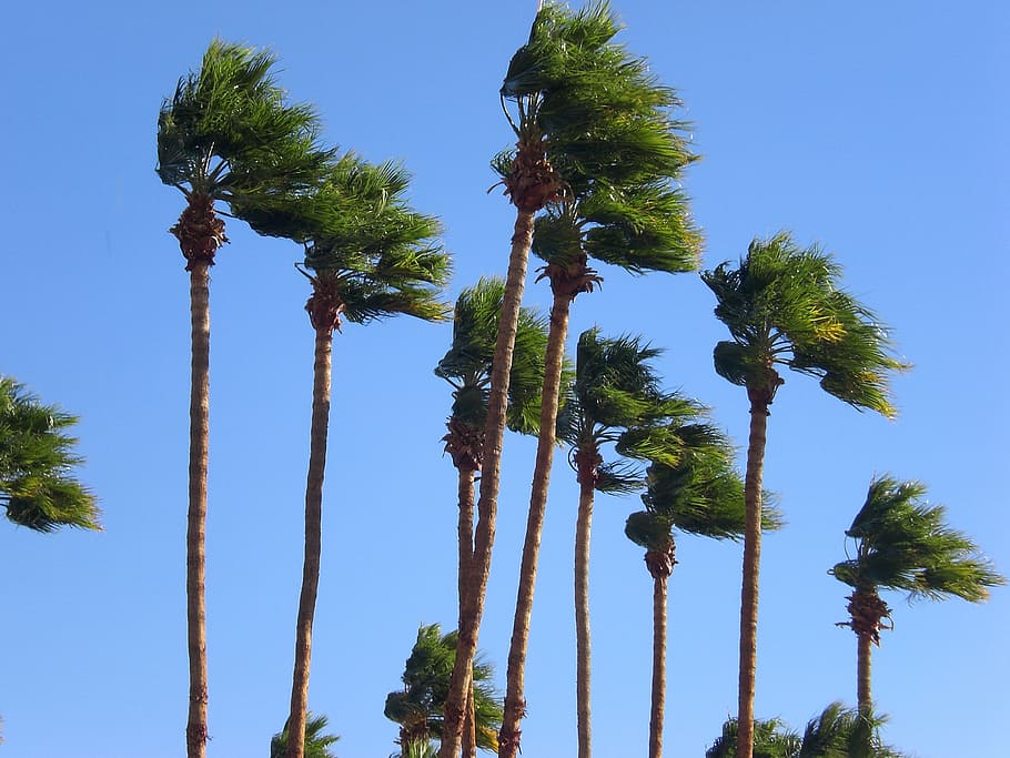 green leaf trees, palm trees, windy, sky, plant, low angle view HD wallpaper