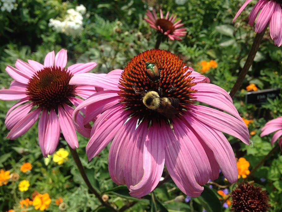 cone flower, bee, pink, botanical, flowering plant, coneflower HD wallpaper