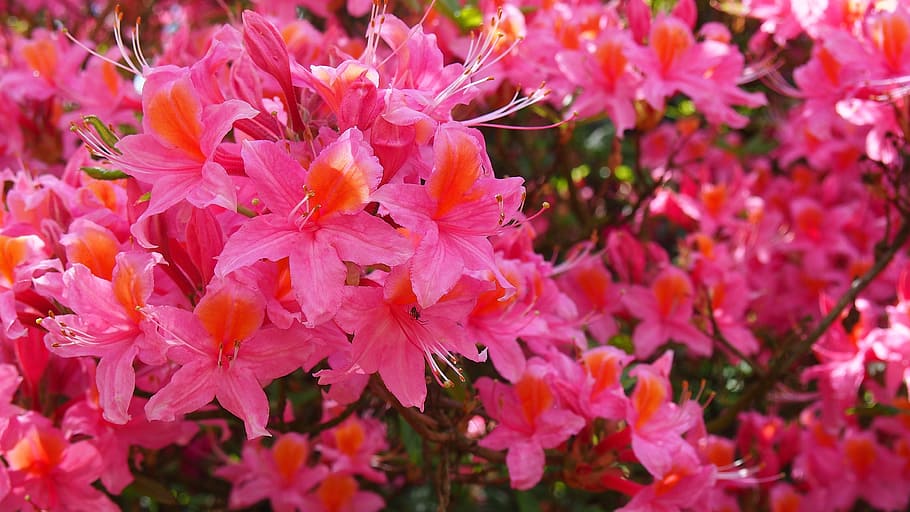 Azalea, Flower, Spring, Azaleas, Nature, macro, pink, closeup HD wallpaper
