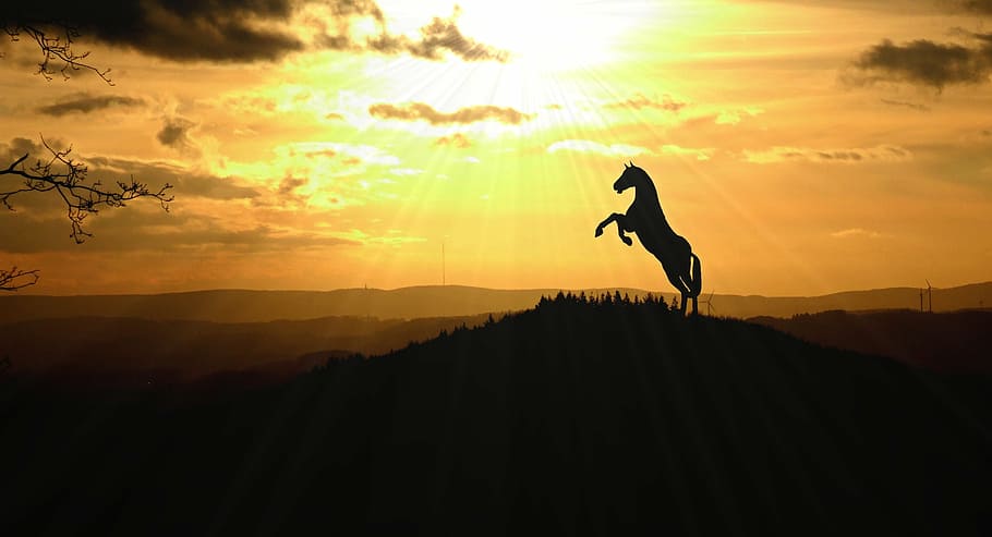 silhouette photo of horse during golden hour, animal, nature, HD wallpaper