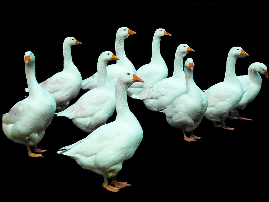 flock of ducks, geese, poultry, white, isolated, chatter, christmas goose, HD wallpaper