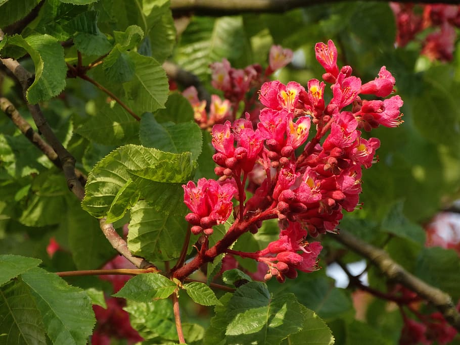 chestnut, flowers, spring, plant, growth, flowering plant, freshness HD wallpaper