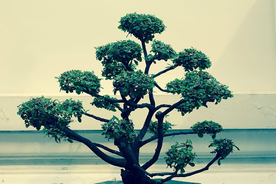 bonsai, tree, bäumchen, green, leaves, grow, potted plant HD wallpaper