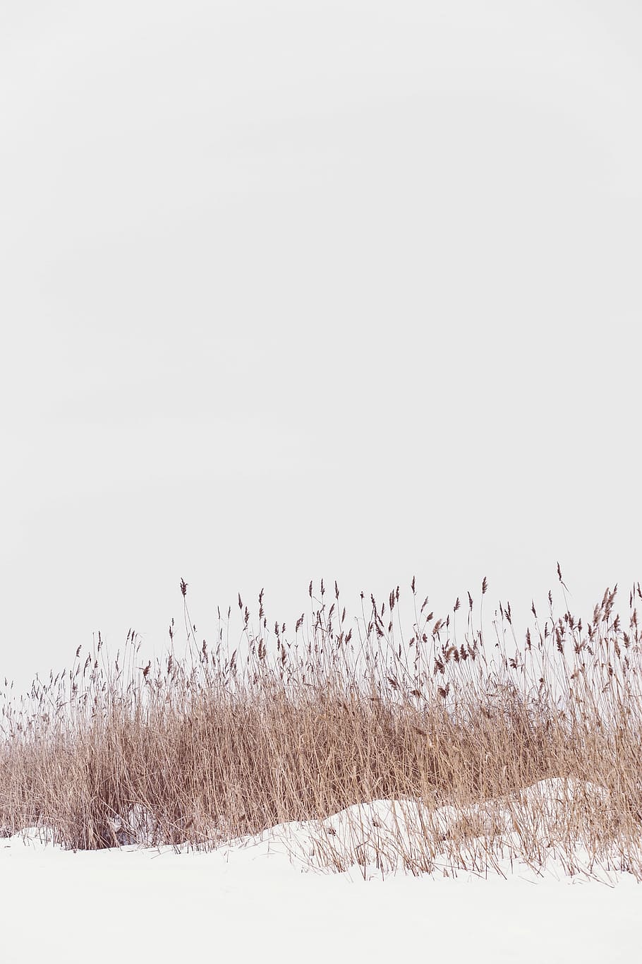 snow field with brown grass field during daytime, brown grains during daytime HD wallpaper