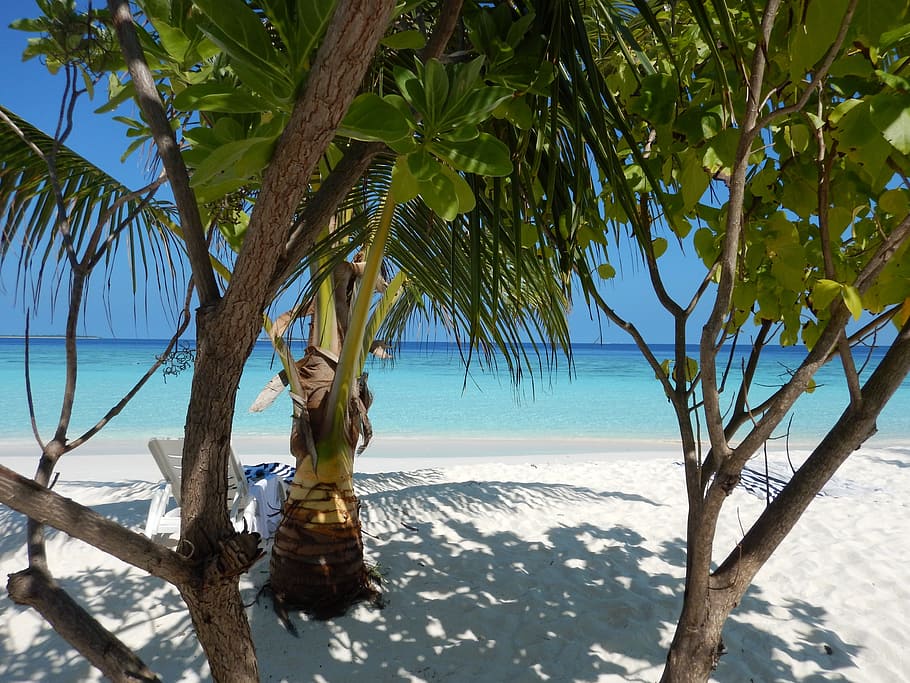 coconut tree beside body of water, beach, palm trees, sea, plant HD wallpaper