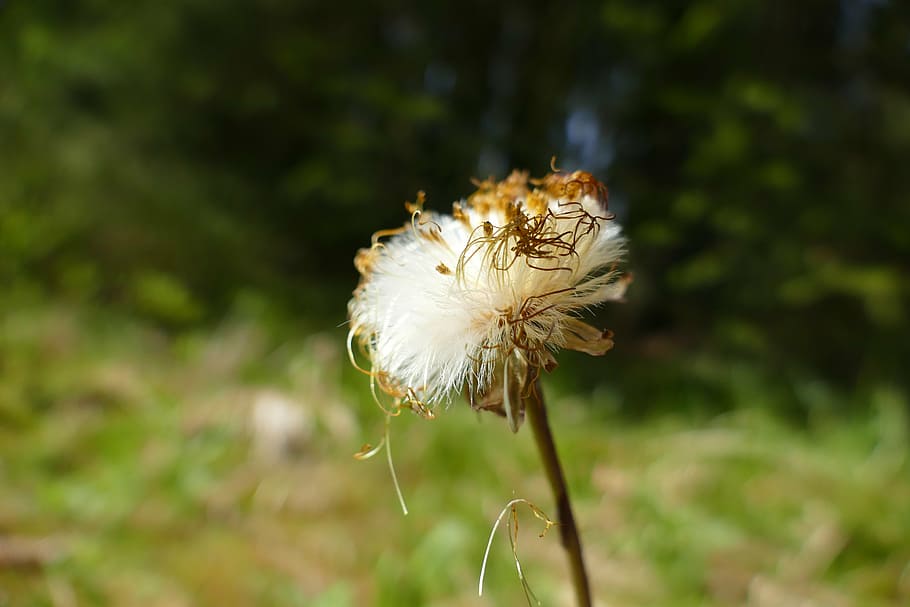 Tussilago 1080P, 2K, 4K, 5K HD wallpapers free download | Wallpaper Flare