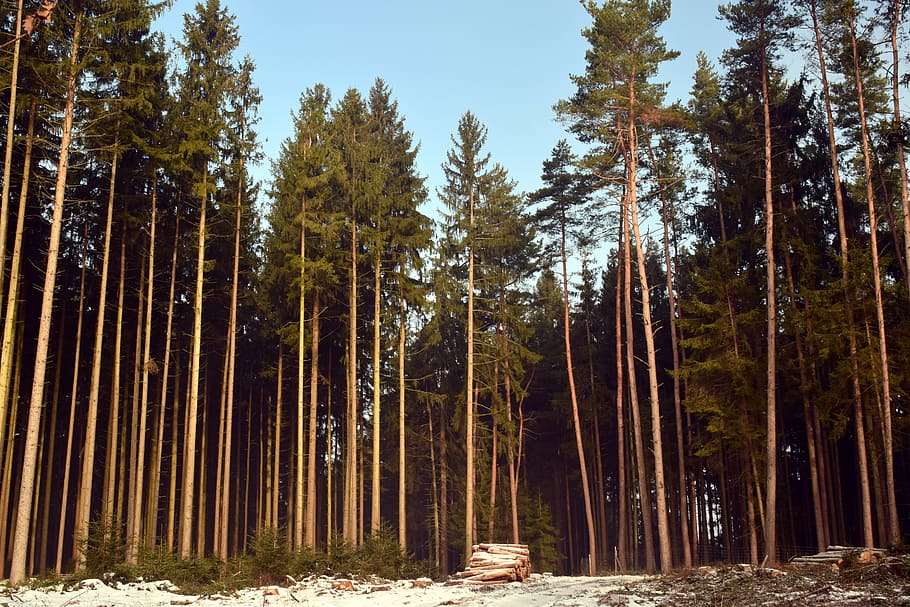 wood, tree, nature, pine, landscape, forest, forestry, green HD wallpaper
