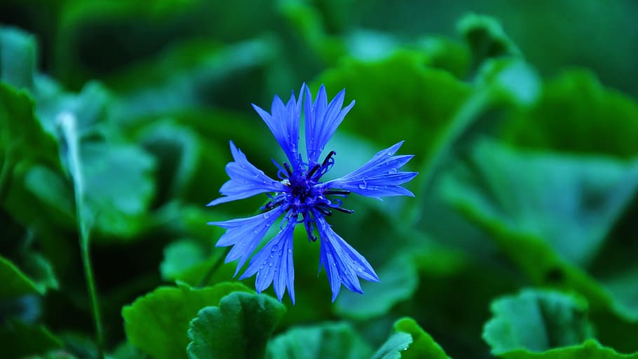 Cornflower, Light, Nature, fragility, beauty in nature, growth HD wallpaper