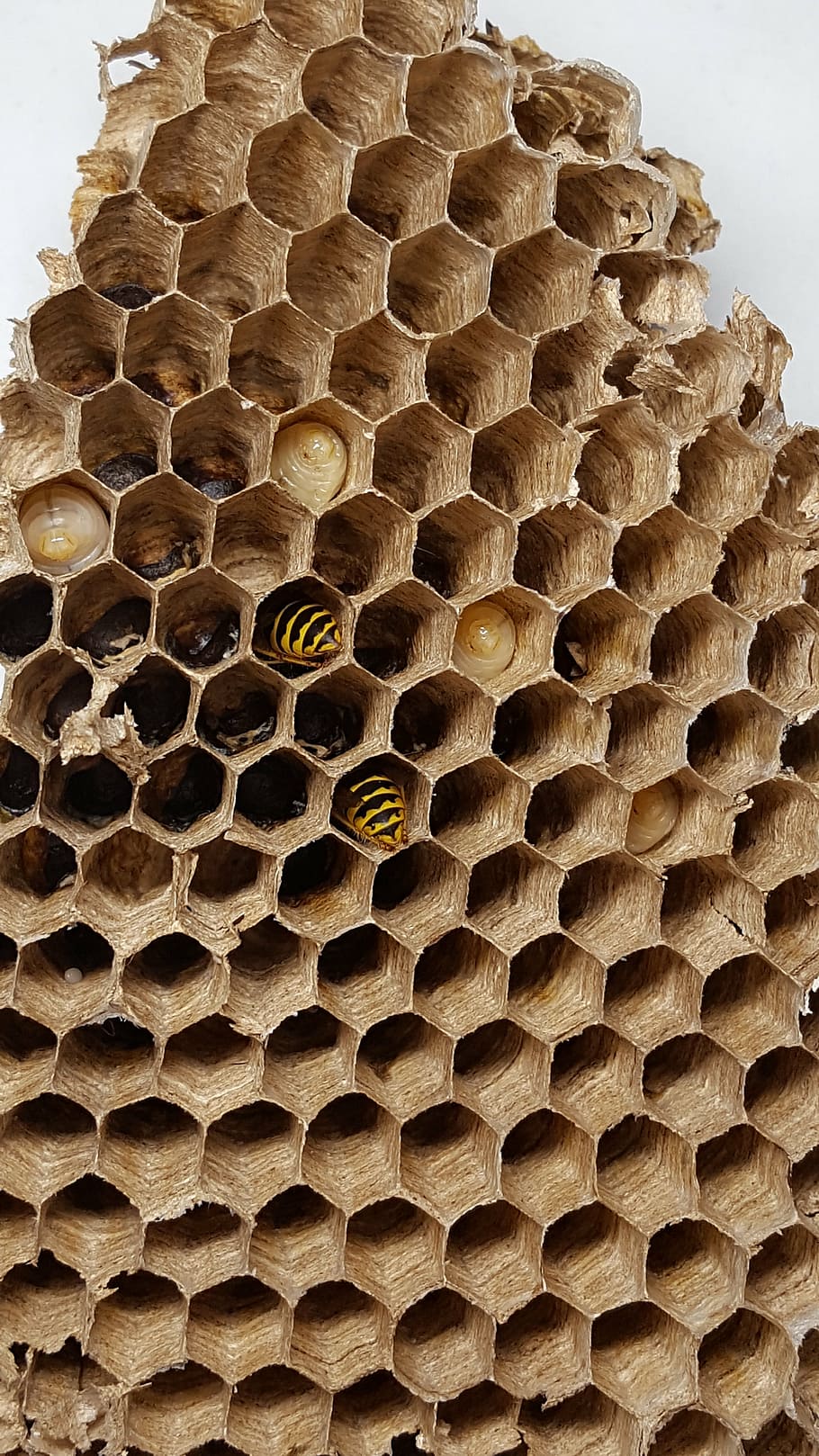 combs, bee, wasp, insect, honeycomb structure, wasps dwelling, HD wallpaper