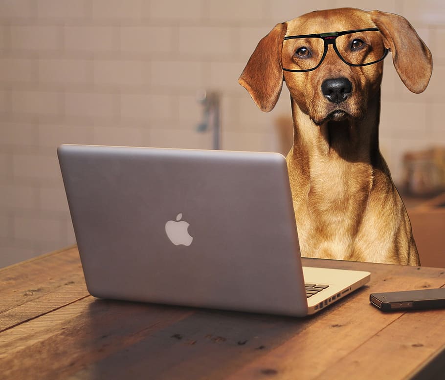 brown coated dog in front of MacBook Pro, laptop, computer, glasses, HD wallpaper
