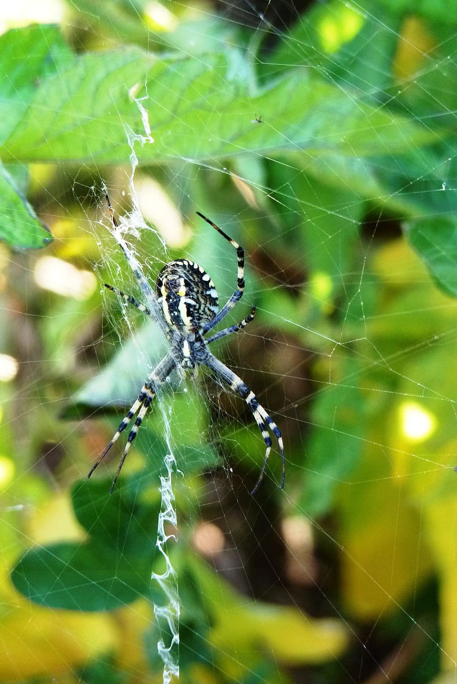 spider, nature, animal, spider web, macro, garden, arachnid HD wallpaper