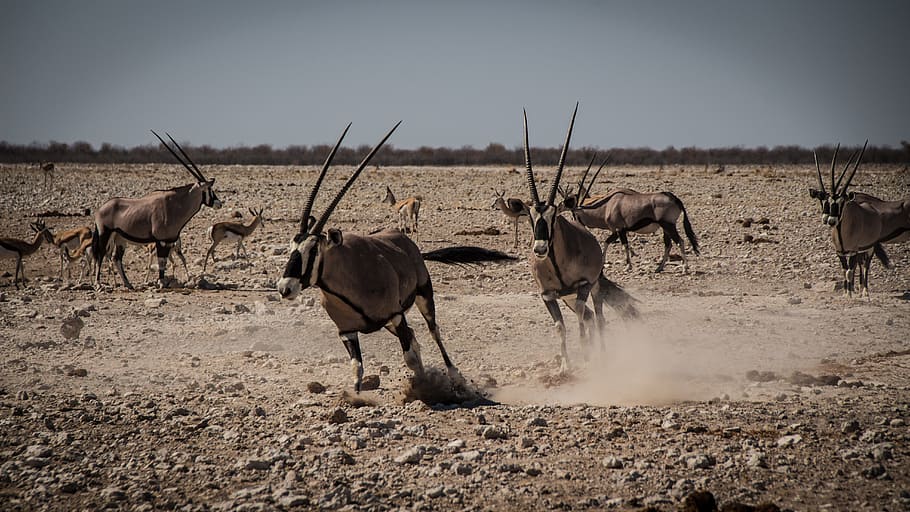namibia, outdoors, landscape, travel, africa, climate, etosha HD wallpaper
