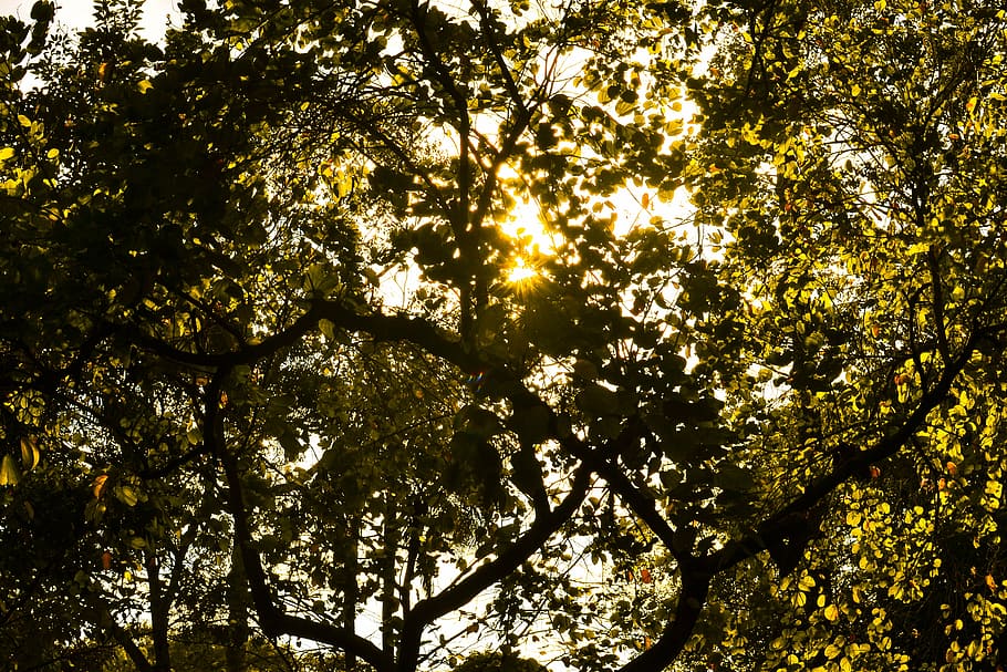 backlit, branches, environment, flora, foliage, growth, landscape HD wallpaper