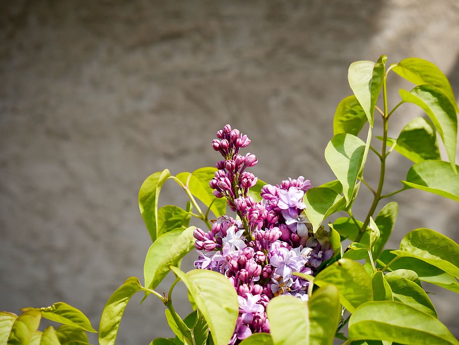 Lilac, Background, Spring, Purple, violet, plant, bloom, lilac branch HD wallpaper