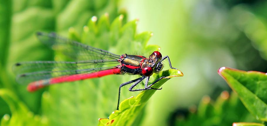 red and black dragonfly perched on green leaf, insect, red dragonfly HD wallpaper