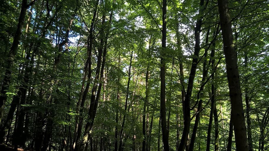 forest, trees, nature, forests, sunlight, leaves, plant, land HD wallpaper