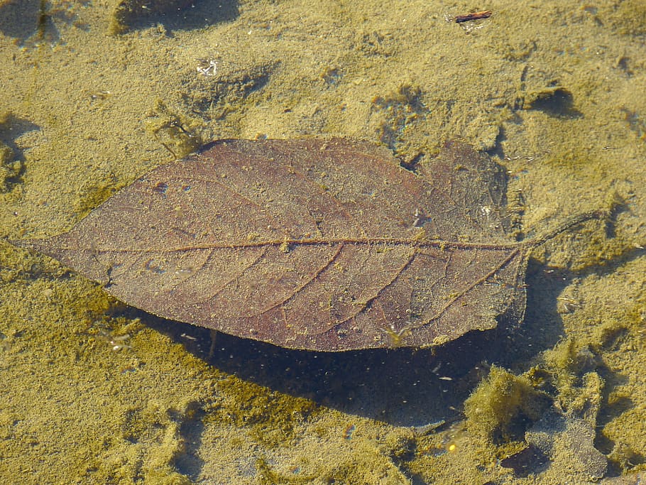 leaf, in the water, brown, nature, high angle view, no people HD wallpaper