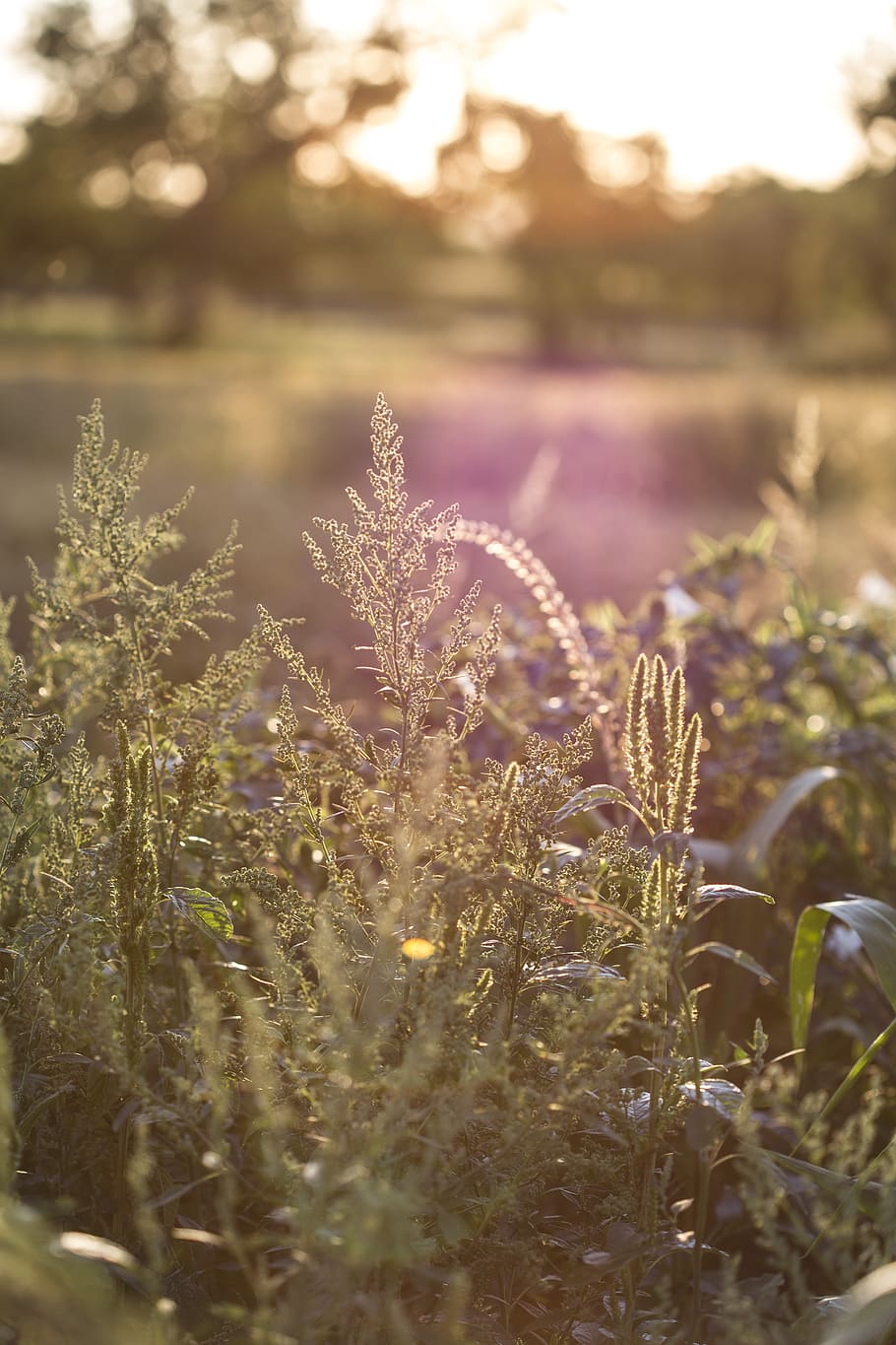 backlight, sun, sunset, plants, meadow, field, summer, outdoor HD wallpaper