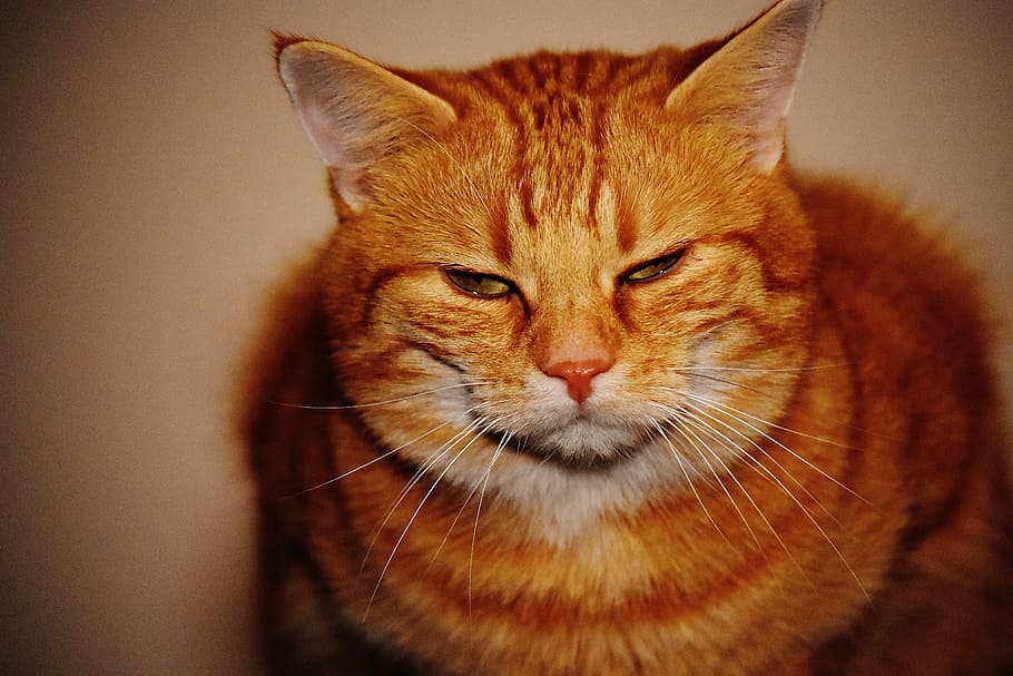cat, red, funny, cute, mackerel, tiger, sweet, cuddly, animal HD wallpaper