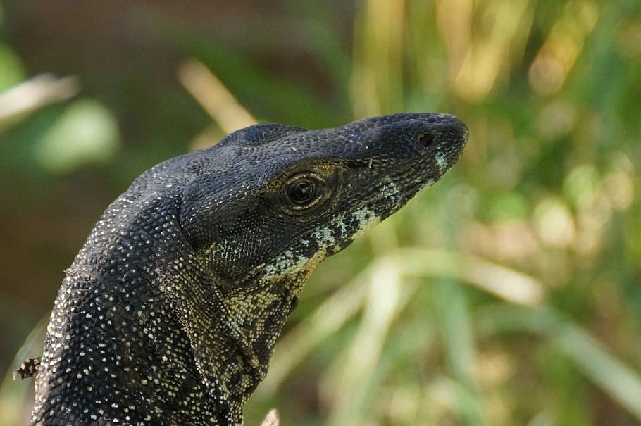 reptile, australia, lizard, animal, animal themes, animal wildlife HD wallpaper