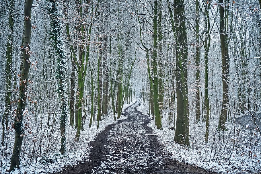 road between leafless trees during winter season, forest, snow HD wallpaper