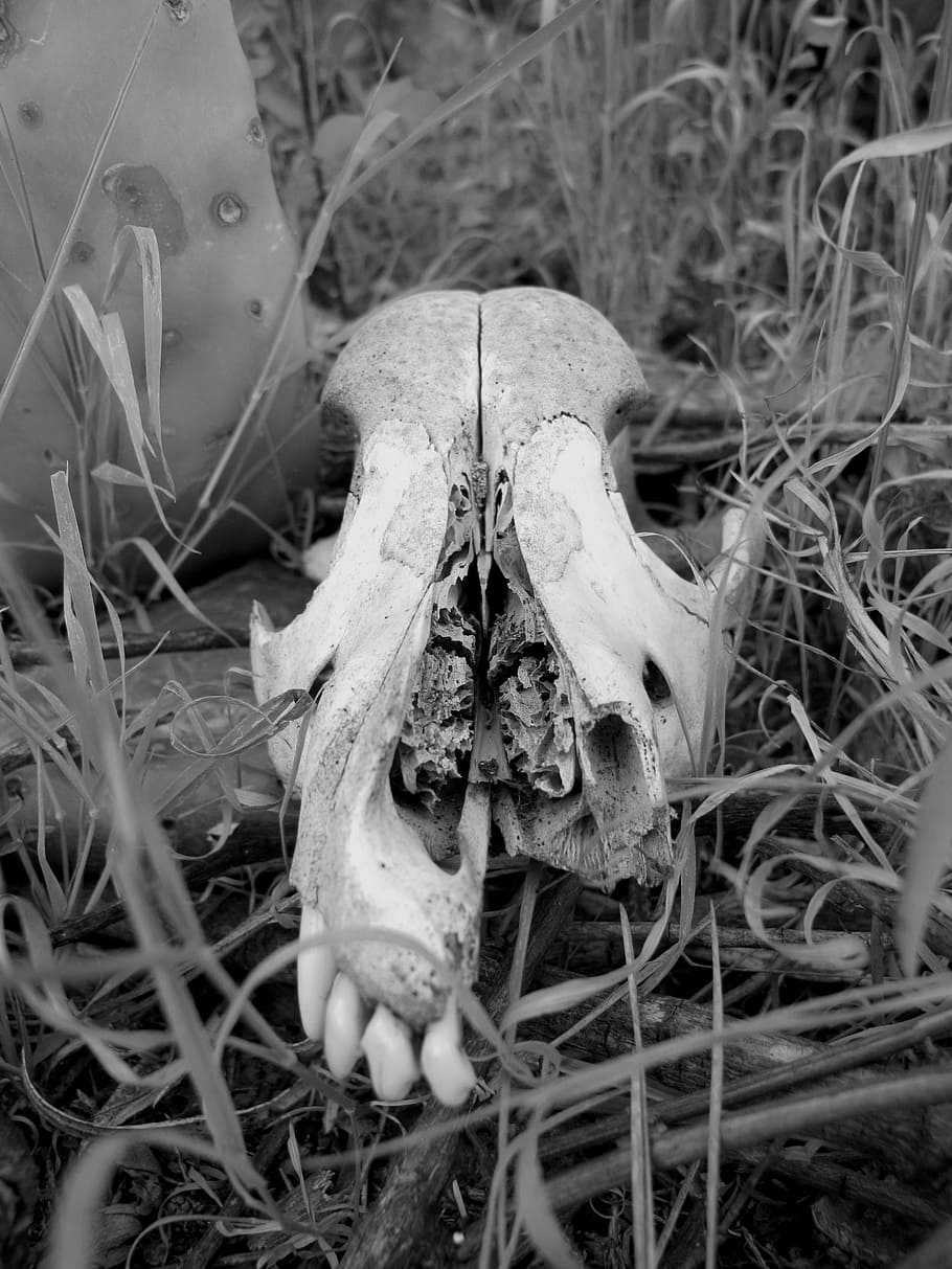 Skull, Black And White, Wild, Forest, wild nature, bones, decomposition, HD wallpaper