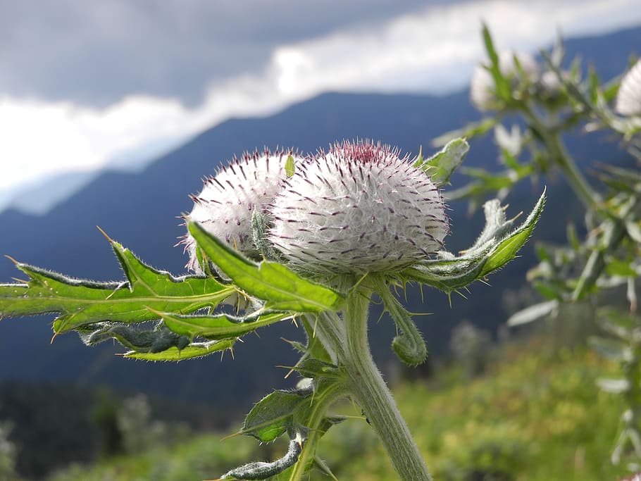 thistle, fruit, mountain, white, prickly, summer, nature, flower HD wallpaper