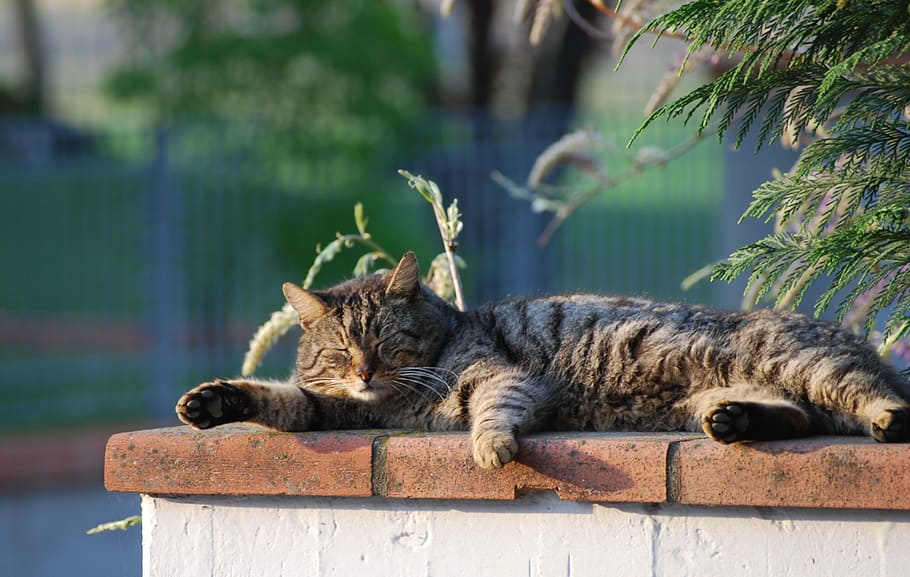 Cat, Flat, Sole, snoozing, flat sole, one animal, domestic cat HD wallpaper