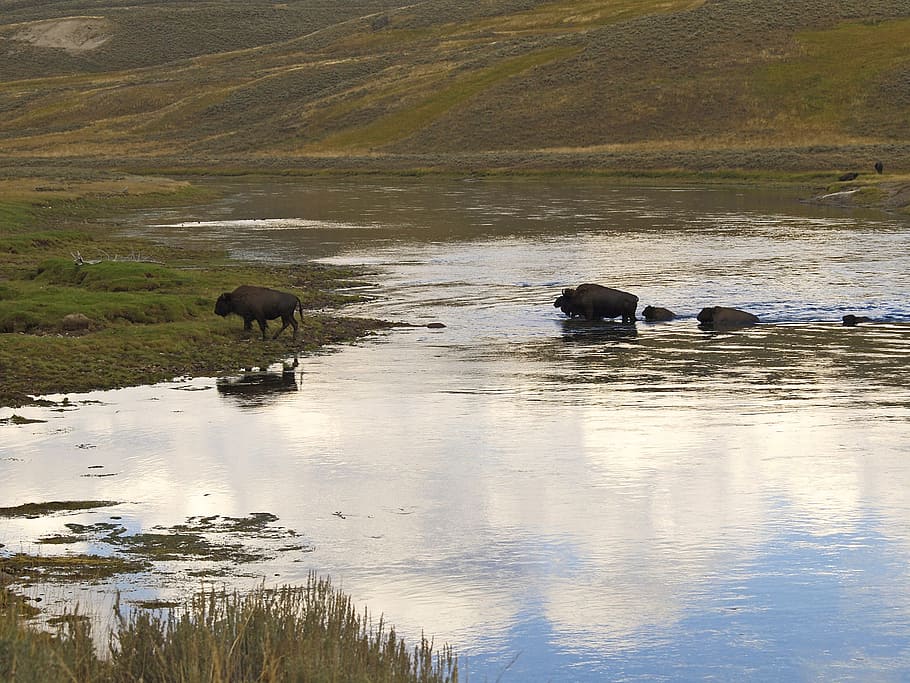 bison, herd, wandering, water, yellowstone national park, wyoming HD wallpaper