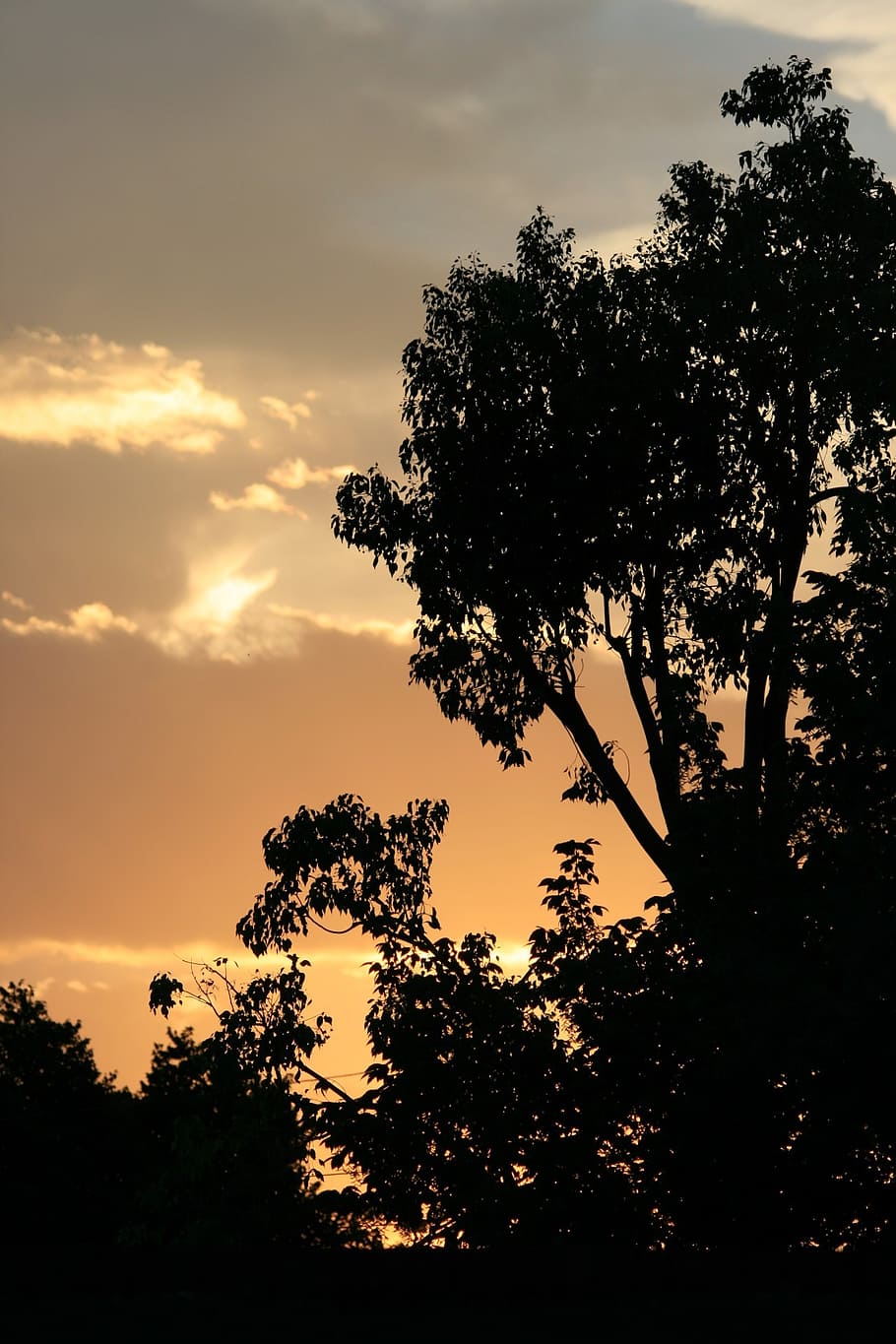 sky, sunset, soft, gold, orange, salmon, plant, silhouette HD wallpaper