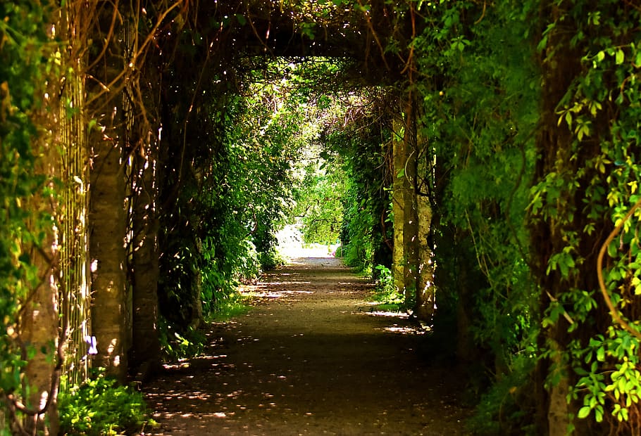 empty tunnel pathway, passage, trees, romantic, sunlight, romance HD wallpaper