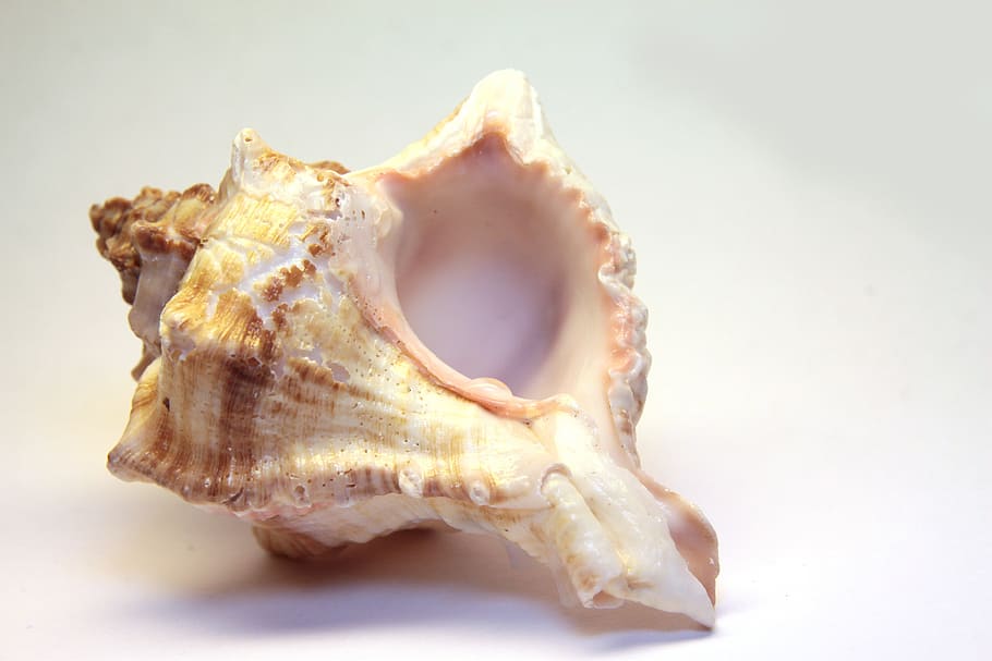 white and brown ceramic seashell, snail, spiral, beautiful HD wallpaper