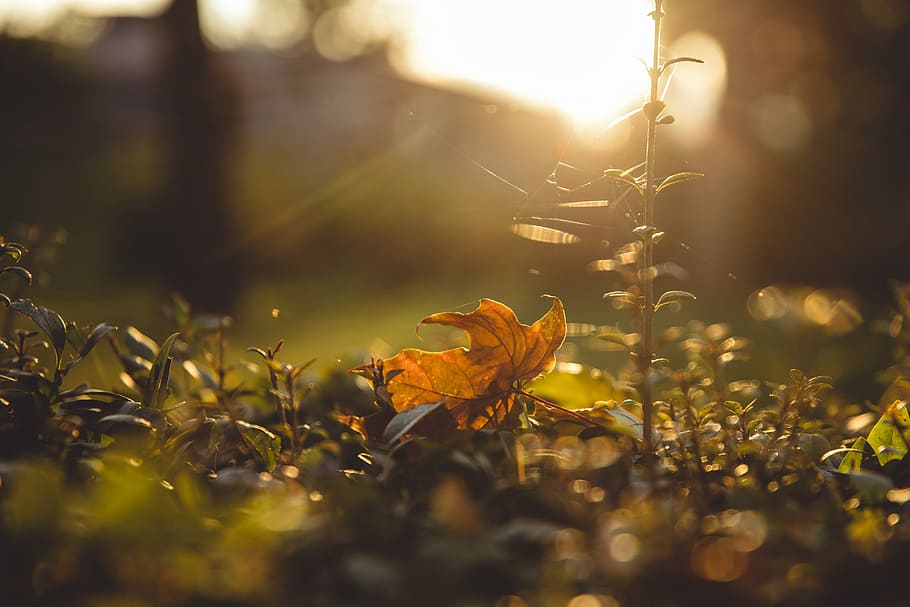 selective focus photography on brown dried leaf, leaves, sunset HD wallpaper