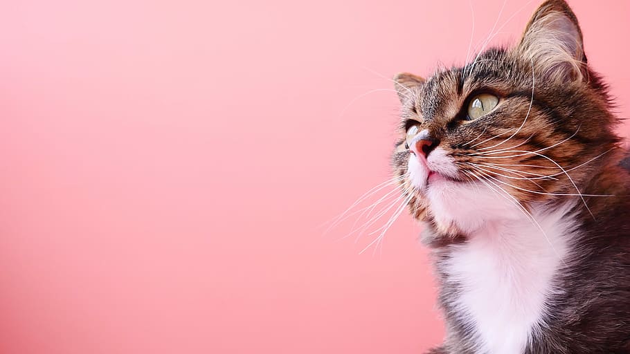 shallow focus photography of cat, cute, eye, animals, pet, cat eyes HD wallpaper